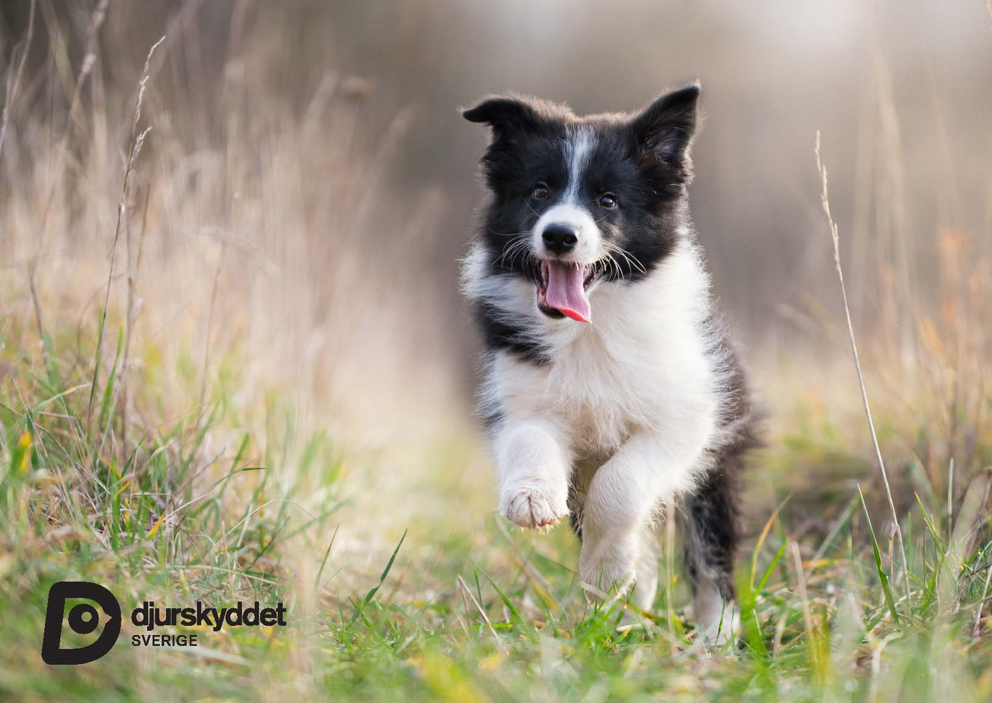 Vykort: Glad hundvalp