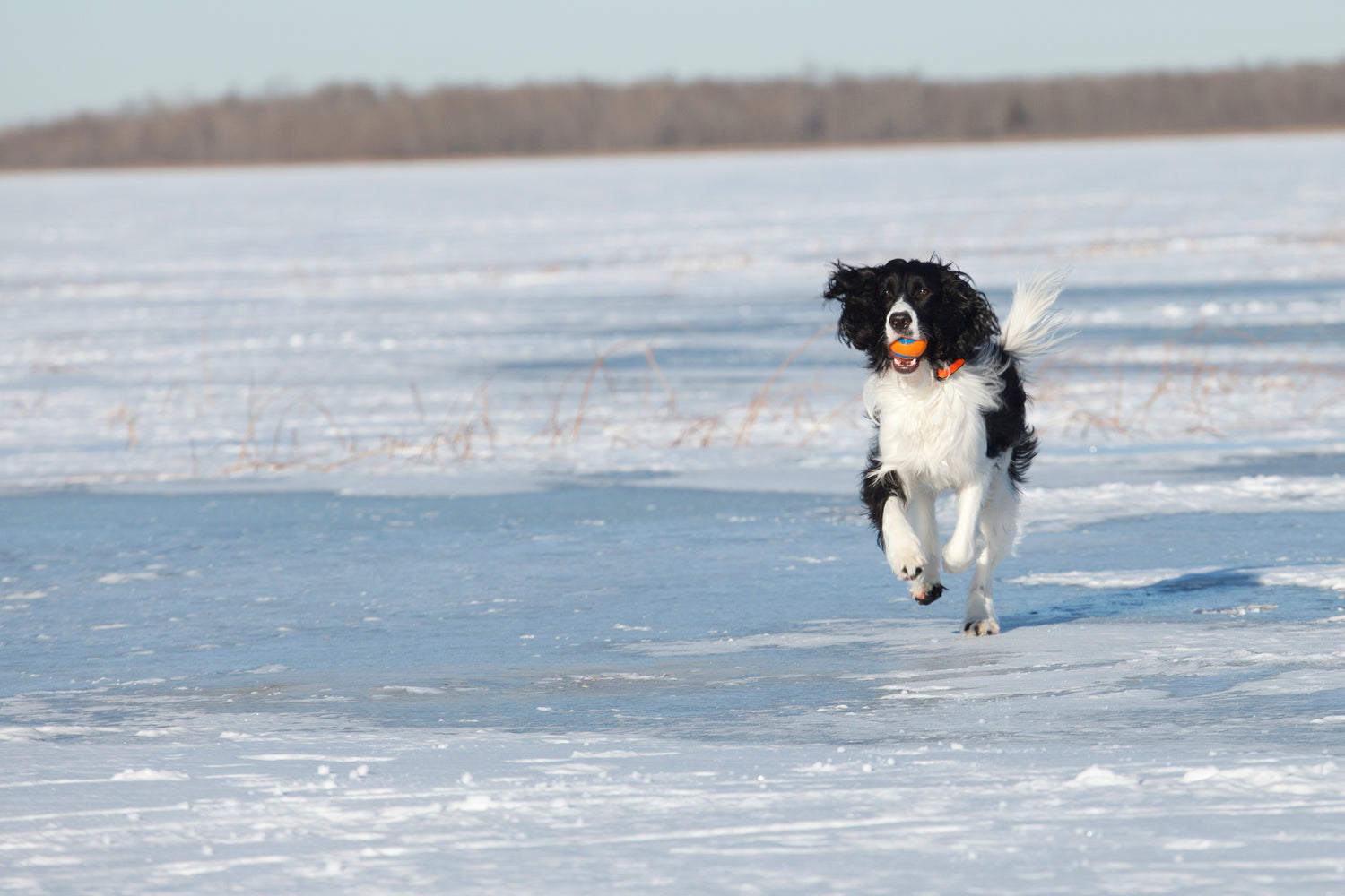 Hund springer över snön med boll i munnen. 