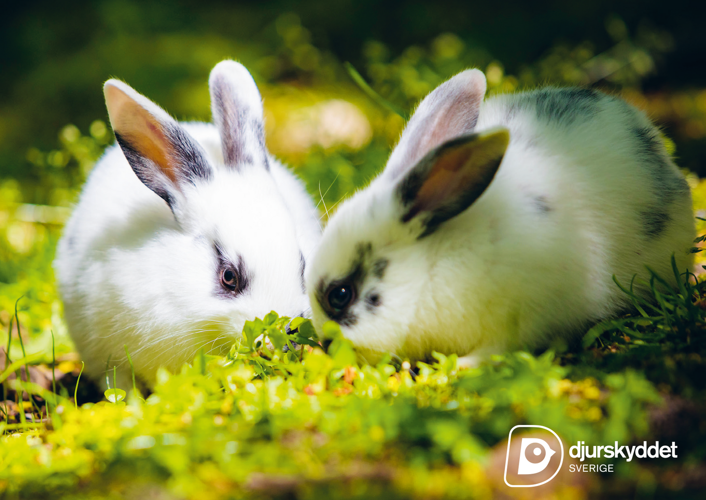 Vykort: Två kaniner i gräset